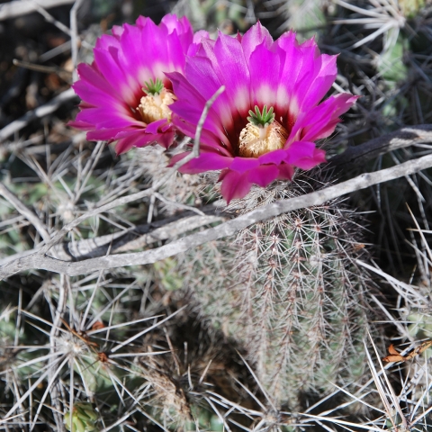 a small round cactus with many spines and large magenta flowers