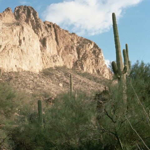 Two large saguaro cactus frame the image before a dry mountain cliffside