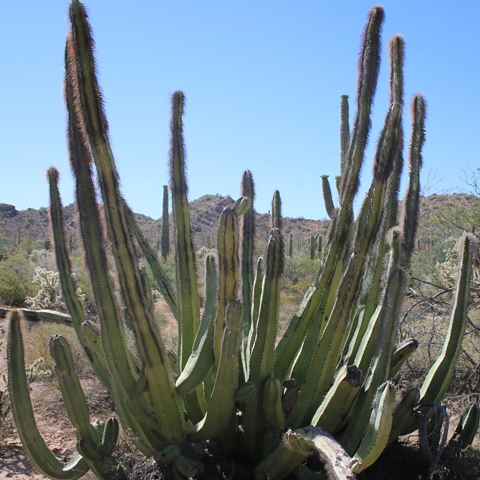 a shaggy cactus with sprawling branches in a desert landscape