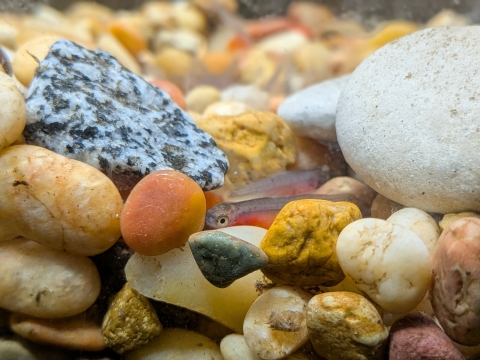 a close up image of a small alevin hiding between rocks