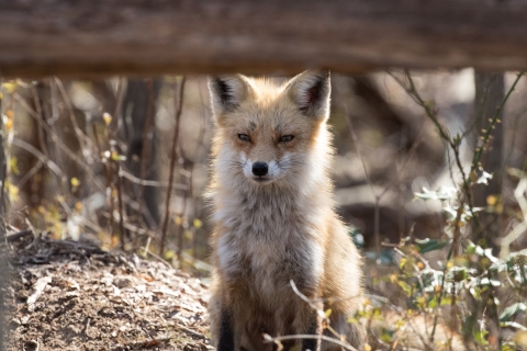 Red fox mom sits and listens behind a fallen down log.