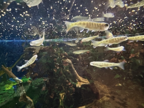 An underwater view of chinook salmon fry feeding near the surface of the tank