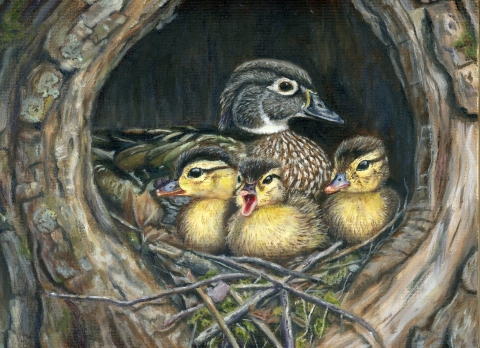 Oil painting of a female wood duck with three ducklings in a tree cavity.