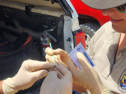 one biologist gently holds a lizard with their finger tips while another swaps the lizard's cheek