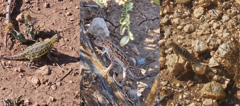 three separate photos of lizards 