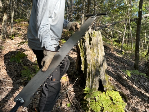 Man carrying a large Tuatahi saw used for cutting cross-sections of red pine stumps in Michigan's Wilderness State Park and at Beaver and High Islands in Lake Michigan to reconstruct a history of the use of fire on the landscape.