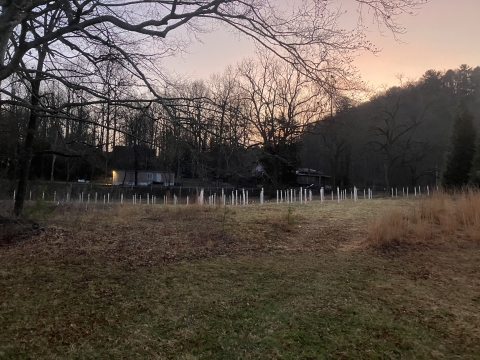There is a field full of small white tubes surrounding young trees. 