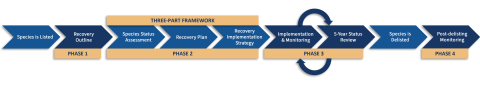 The Listed Species Recovery Process starts when a species is listed. During the pre-planning phase, a recovery outline is developed. During the planning phase, a species status assessment, recovery plan, and recovery implementation strategy are developed. The implementation and monitoring phase include ongoing implementation and monitoring and five-year status reviews. A proposed delisting rule is followed by the post delisting and monitoring phase. 