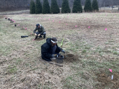 Two man plant small trees in an empty field.