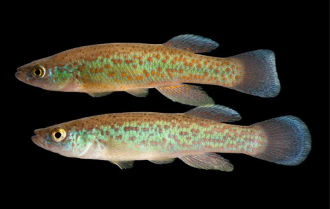 Two Barrens Topminnows