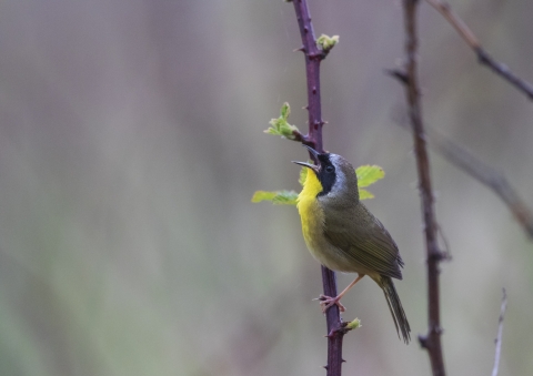 a common yellowthroat perches on a branch with small buds and sings