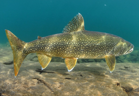 Lake Trout