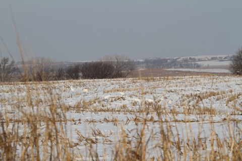 Eight whooping cranes forage in a snowy cornfield near Salt Plains National Wildlife Refuge.