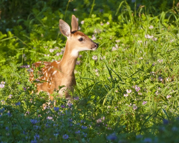 White-tailed deer fawn