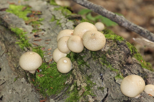 Pear shaped mushrooms growing out of a lichen covered tree laying on the ground