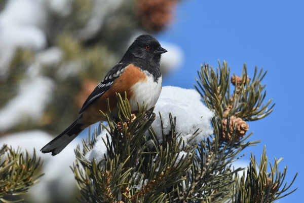 a black, brown and white bird perched on a snow covered branch