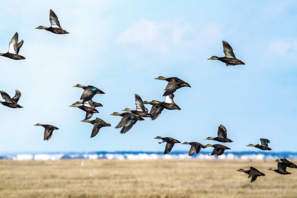 A flock of American black duck takes flight above the salt marsh.