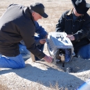 Black-footed Ferret Release