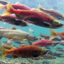 Underwater photo of bull trout and kokanee salmon at Gold Creek in Washington State.