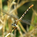 A long-bodied insect with four gossamer wings and a brown-and-white striped tubular body perches on a stalk.