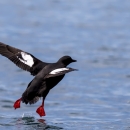 a seabird taking off from water.