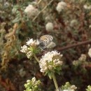 A white butterfly with black and orange markings sits on a green plant with white flowers