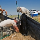 Military soldiers install black fabric fencing in a dry field to stop salamanders from crossing into the air force runway