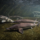 Atlantic sturgeon swimming underwater