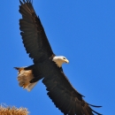 Eagle in Flight