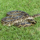 A large constrictor snake coiled in the grass.