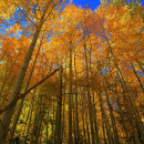 A view of fall aspen from the ground up. The leaves are orange and yellow