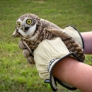 western burrowing owl held in gloved hands