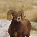 Adult big horn sheep