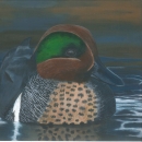 Painting of a green-winged teal drake floating in a wetland
