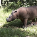 A Sumatran rhinoceros stands in a grassy area with more dense vegetation in the background
