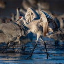 a sandhill crane walks through shallow water with its wings outstretched
