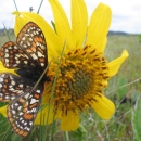 A Taylor's checkerspot butterfly on a yellow flower in a prairie