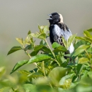A bobolink bird sits in a shrub, its beak is open as it sings.