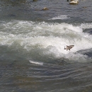 a silvery fish known as clear lake hitch jumps over turbid waters