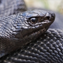 Black pinesnake resting, close 
