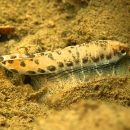 Photo of a mussel mimicking a minnow, luring a bass close enough to take a bite so baby mussels can attach to the fish's gills for a ride upstream.