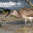 Whimbrel with prey in its mouth while walking on a coastline