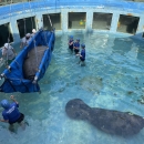manatees in pool with people