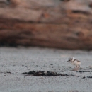 Piping plover adult and chick on beach at Rachel Carson National Wildlife Refuge