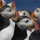 Atlantic Puffins