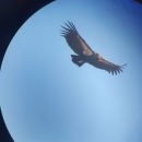 An adult California condor soars in front of a blue sky viewed through a scope, so there is a black frame creating a circular image.