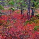 Low-lying shrubs show off their colors of red, orange, and purple at the edge of a coastal marsh.