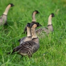A gaggle of Hawaiian geese hanging out in lush green grass