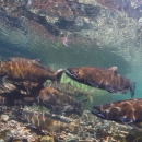 Adult Chinook salmon swimming in McAllister Springs in Washington State