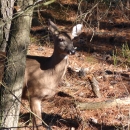 A white-tailed deer peeks out from behind a tree with a piece of grass hanging out of its mouth